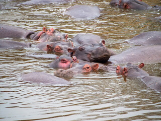hippopotamus in the water in the lake of hippopotamus amphibian, bius river, kenya