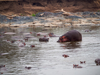 hippopotamus in the water in the lake of hippopotamus amphibian, bius river, kenya