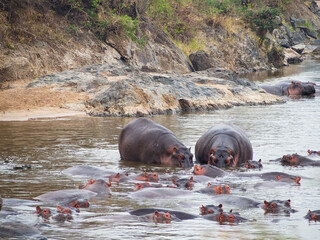 Fototapeta premium hippopotamus in the water in the lake of hippopotamus amphibian, bius river, kenya