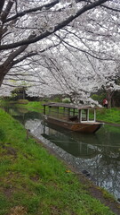 Sakura Cherry blossoms on a river with boat