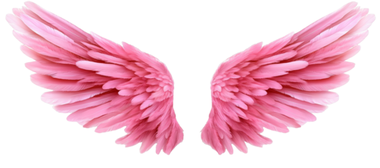 [Transparent Background PNG]Pair of Pink Angel Wings