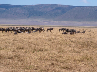 Obraz premium herd of wildebeest in the Masai Mara