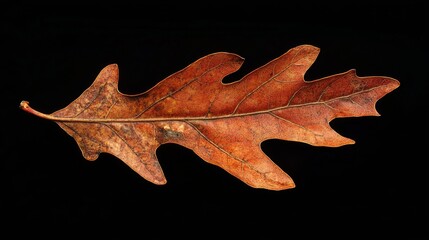 Naklejka premium 59.Detailed view of an autumn oak leaf with warm red and orange tones, highlighting its intricate veins and the natural wear caused by the changing season in Vermont.