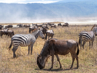 zebras and zebras in the african savanna