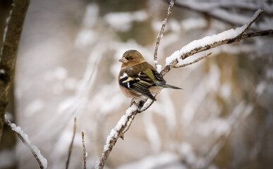 Vogel auf schneebedecktem Ast