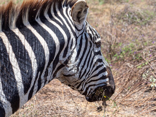 zebras and zebras in the african savanna