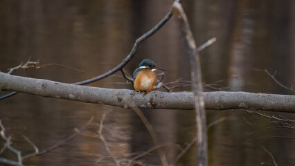 Eisvogel