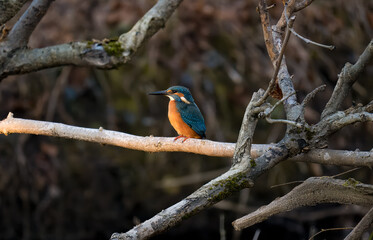 Eisvogel im Sonnenuntergang