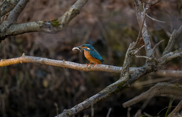 Eisvogel mit Fisch