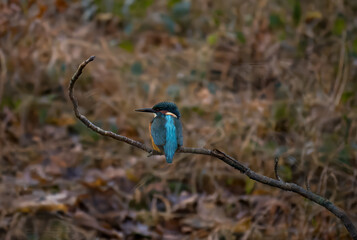 Eisvogel