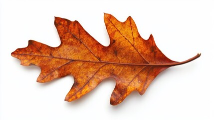 Fototapeta premium 60.A vivid autumn oak leaf from Middlebury, Vermont, its vibrant shades of orange and brown accentuated by natural light, with close attention to its texture and organic imperfections.