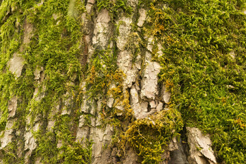 close up tree trunk with moss, tree with green moss, close up tree, bark of a tree, wood pattern, bark pattern, wooden, brown line structure, line pattern