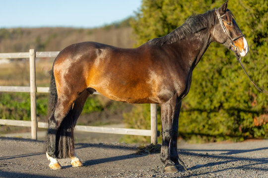 horse in the field