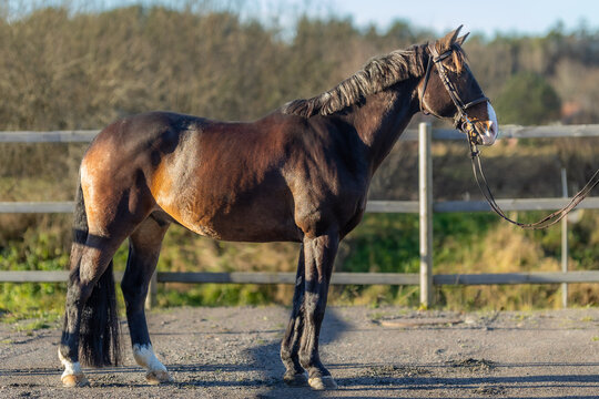 mare and foal