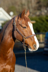 Fototapeta premium portrait of a horse