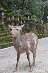 Deer in Forest
