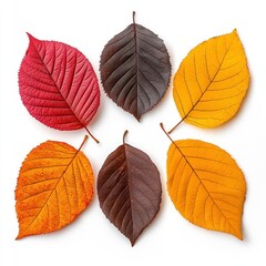 Obraz premium A photostock of vibrant autumn leaves in orange, red, and yellow hues, scattered on a white background, representing the beauty of fall. High Quality