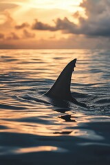 Fototapeta premium A lone shark fin slices through tranquil ocean waters under a dramatic sunset sky, creating a sense of mystery and adventure.