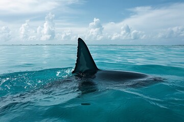 Fototapeta premium A shark's dorsal fin slices through the calm ocean, symbolizing marine life and adventure under a clear blue sky.