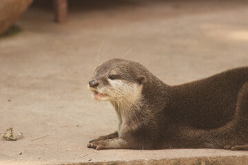 close up of a otter
