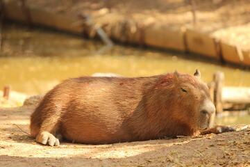 Capybara on the ground