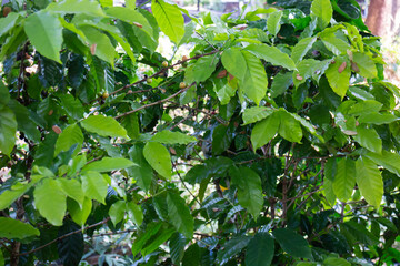Coffee cafe shop or tropical cafeteria concept exterior, stock photo