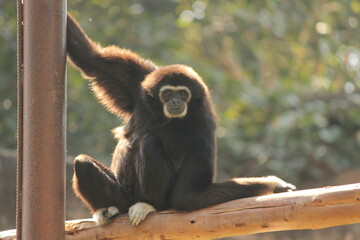 portrait of a long macaque Gibbons