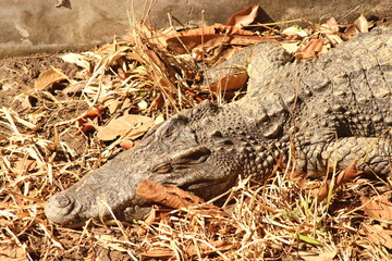 close up of alligator in the zoo