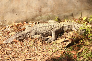 crocodile on the ground