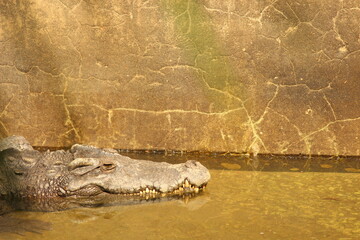 crocodile in the water