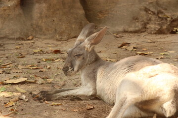 Fototapeta premium kangaroo in the zoo