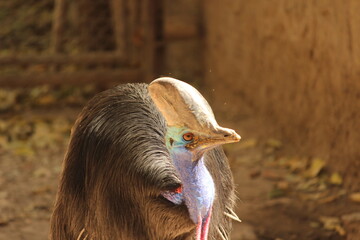 Cassowary bird
