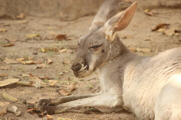 Sleepy kangaroo