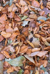 feuilles1