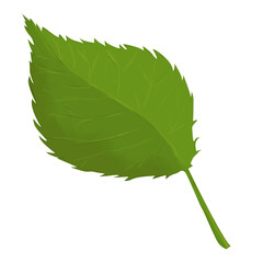Illustration Green Apple Leaf, Clipart for Print, Web and Textile
