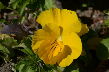 黄色いパンジー