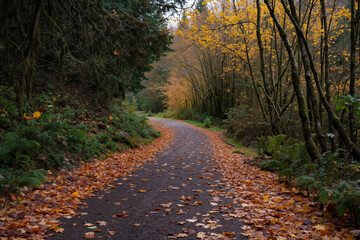 Obraz premium A dirt road in the middle of a forest covered in leaves