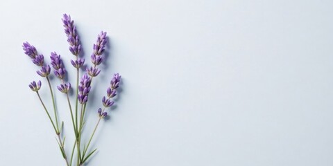Naklejka premium Serene Lavender Sprigs on a Pale Background, Ideal for Relaxation and Wellness Designs