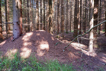 Large anthill in a pine forest. Wildlife. Forest anthill. Termite heap in pine and spruce forest among trees