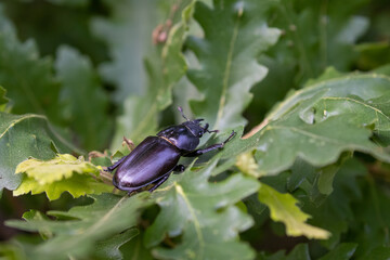 Female Lucanus cervus on oak tree