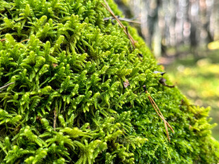 forest green moss on a tree in the forest