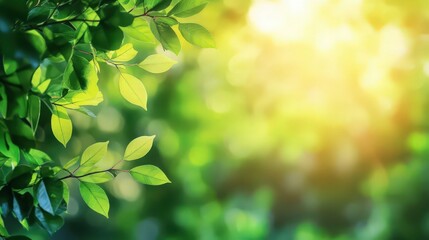 Obraz premium Green fresh leaves with bokeh glare. Blurred natural background. Summer or spring season. Sunny day.