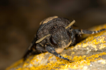 Death's-head Hawkmoth (Acherontia atropos)