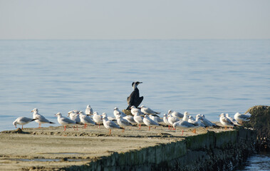 seabirds bask in the sun near the sea