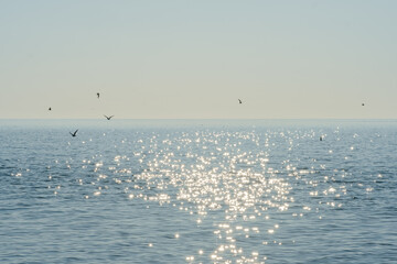 beautiful seagulls fly over the blue sea