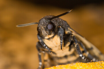 Death's-head Hawkmoth (Acherontia atropos)