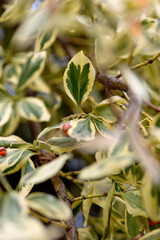 Leaves of the variegatny turf create an abstract background