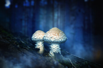 A nature photo featuring mushrooms, one of the most wonderful creatures in the world. Nature...