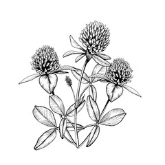 Composition with wild flowering plant blooming clovers. Hand drawn botanical vector illustration. Sketch painted by black inks line on white isolated background. For clipart, greeting card, package