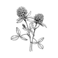 Composition with wild plant blooming clovers. Hand drawn botanical vector illustration. Sketch painted by black inks line on white isolated background. For clipart, greeting card, package